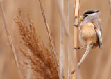 BIRD - PARROTBILL - REED PARROTBILL - YANCHENG CHINA (41).JPG