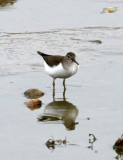 BIRD - SANDPIPER - COMMON SANDPIPER- YANCHENG CHINA (15).JPG