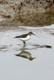 BIRD - SANDPIPER - COMMON SANDPIPER- YANCHENG CHINA (4).JPG