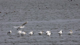 BIRD - SPOONBILL - EURASIAN SPOONBILL- YANCHENG CHINA (17).JPG