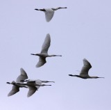 BIRD - SPOONBILL - EURASIAN SPOONBILL- YANCHENG CHINA (25).JPG