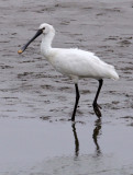 BIRD - SPOONBILL - EURASIAN SPOONBILL- YANCHENG CHINA (38).JPG