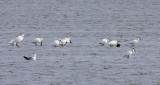 BIRD - SPOONBILL - EURASIAN SPOONBILL- YANCHENG CHINA (4).JPG