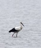 BIRD - STORK - ORIENTAL STORK - YANCHENG CHINA (17).JPG