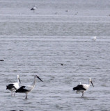 BIRD - STORK - ORIENTAL STORK- YANCHENG CHINA (1).JPG