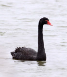 BIRD - SWAN - BLACK SWAN- YANCHENG CHINA (1).JPG