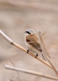 BIRD - TIT - CHINESE PENDULIN TIT- YANCHENG CHINA (1).JPG