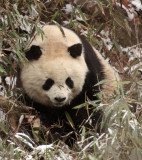 URSID - GIANT PANDA - FOPING NATURE RESERVE - SHAANXI PROVINCE CHINA (165).JPG