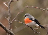 BIRD - BULLFINCH - GREY-HEADED BULLFINCH - FOPING NATURE RESERVE - SHAANXI PROVINCE CHINA (16).JPG