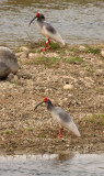 BIRD - IBIS - CRESTED IBIS - YANG COUNTY SHAANXI PROVINCE CHINA (27).JPG