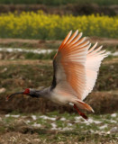 BIRD - IBIS - CRESTED IBIS - YANG COUNTY SHAANXI PROVINCE CHINA (49).JPG