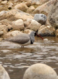 BIRD - IBISBILL - FOPING NATURE RESERVE SHAANXI PROVINCE CHINA (20).JPG