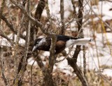 BIRD - NUTCRACKER - SPOTTED NUTCRACKER - FOPING NATURE RESERVE - SHAANXI PROVINCE CHINA (1).JPG