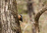 BIRD - NUTHATCH - CHESTNUT-BELLIED NUTHATCH - FOPING NATURE RESERVE - SHAANXI PROVINCE CHINA (2).JPG