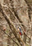BIRD - WOODPECKER - GREAT SPOTTED WOODPECKER - FOPING NATURE RESERVE - SHAANXI PROVINCE CHINA (2).JPG