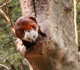 RODENTIA - FLYING SQUIRREL - RED & WHITE GIANT FLYING SQUIRREL - FOPING NATURE RESERVE - SHAANXI PROVINCE CHINA (5).jpg