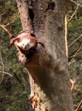 RODENTIA - FLYING SQUIRREL - RED & WHITE GIANT FLYING SQUIRREL - FOPING NATURE RESERVE - SHAANXI PROVINCE CHINA (6).JPG