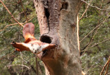 RODENTIA - FLYING SQUIRREL - RED & WHITE GIANT FLYING SQUIRREL - FOPING NATURE RESERVE - SHAANXI PROVINCE CHINA (7).JPG