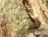 RODENTIA - SQUIRREL - PERE DAVIDS ROCK SQUIRREL - FOPING NATURE RESERVE - SHAANXI PROVINCE CHINA (11).JPG
