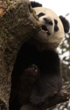 URSID - BEAR - GIANT PANDA - YAAN PANDA RESERVE - SICHUAN CHINA (100).JPG