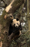 URSID - BEAR - GIANT PANDA - YAAN PANDA RESERVE - SICHUAN CHINA (108).JPG
