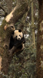 URSID - BEAR - GIANT PANDA - YAAN PANDA RESERVE - SICHUAN CHINA (109).JPG