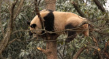 URSID - BEAR - GIANT PANDA - YAAN PANDA RESERVE - SICHUAN CHINA (11).JPG
