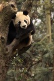 URSID - BEAR - GIANT PANDA - YAAN PANDA RESERVE - SICHUAN CHINA (110).JPG
