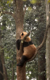 URSID - BEAR - GIANT PANDA - YAAN PANDA RESERVE - SICHUAN CHINA (12).JPG