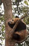 URSID - BEAR - GIANT PANDA - YAAN PANDA RESERVE - SICHUAN CHINA (14).JPG