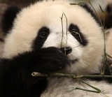 URSID - BEAR - GIANT PANDA - YAAN PANDA RESERVE - SICHUAN CHINA (36).JPG