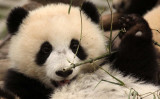URSID - BEAR - GIANT PANDA - YAAN PANDA RESERVE - SICHUAN CHINA (45).JPG