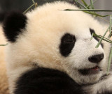 URSID - BEAR - GIANT PANDA - YAAN PANDA RESERVE - SICHUAN CHINA (49).JPG
