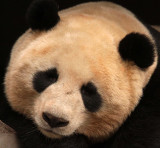 URSID - BEAR - GIANT PANDA - YAAN PANDA RESERVE - SICHUAN CHINA (5).JPG