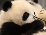 URSID - BEAR - GIANT PANDA - YAAN PANDA RESERVE - SICHUAN CHINA (59).JPG