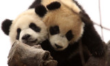 URSID - BEAR - GIANT PANDA - YAAN PANDA RESERVE - SICHUAN CHINA (61).JPG