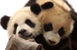 URSID - BEAR - GIANT PANDA - YAAN PANDA RESERVE - SICHUAN CHINA (62).JPG