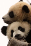 URSID - BEAR - GIANT PANDA - YAAN PANDA RESERVE - SICHUAN CHINA (66).JPG