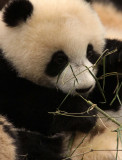 URSID - BEAR - GIANT PANDA - YAAN PANDA RESERVE - SICHUAN CHINA (73).JPG