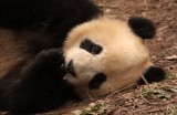 URSID - BEAR - GIANT PANDA - YAAN PANDA RESERVE - SICHUAN CHINA (8).JPG