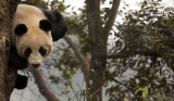 URSID - BEAR - GIANT PANDA - YAAN PANDA RESERVE - SICHUAN CHINA (91).JPG
