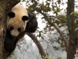 URSID - BEAR - GIANT PANDA - YAAN PANDA RESERVE - SICHUAN CHINA (97).JPG
