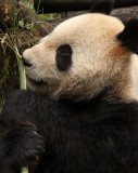 URSID - GIANT PANDA - BIFENGXIA PANDA RESERVE - SICHUAN CHINA (103).JPG