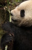 URSID - GIANT PANDA - BIFENGXIA PANDA RESERVE - SICHUAN CHINA (104).JPG