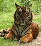 FELID - TIGER - SOUTHERN CHINESE TIGER - PANTHERE TIGRIS AMOYENSIS - SHANGHAI ZOO (19).JPG