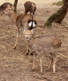 CERVID - DEER - SIKA DEER - MEIHUASHAN - FUJIAN CHINA (1).JPG