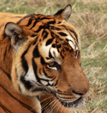 FELID - TIGER - AMOY TIGER - PANTHERA TIGRIS AMOYENSIS - MEIHUASHAN - FUJIAN CHINA (13).JPG