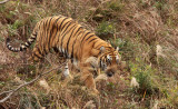 FELID - TIGER - AMOY TIGER - PANTHERA TIGRIS AMOYENSIS - MEIHUASHAN - FUJIAN CHINA (57).JPG