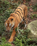 FELID - TIGER - AMOY TIGER - PANTHERA TIGRIS AMOYENSIS - MEIHUASHAN - FUJIAN CHINA (61).JPG