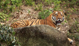 FELID - TIGER - AMOY TIGER - PANTHERA TIGRIS AMOYENSIS - MEIHUASHAN - FUJIAN CHINA (68).JPG